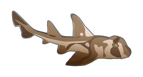 Tiburon Cornudo