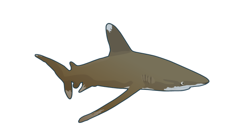 Tiburon Oceanico