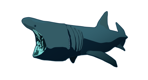 Tiburon Peregrino
